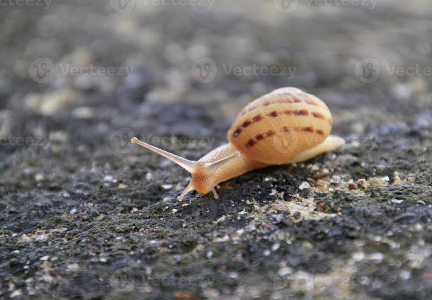 Snail on a stone wall photo