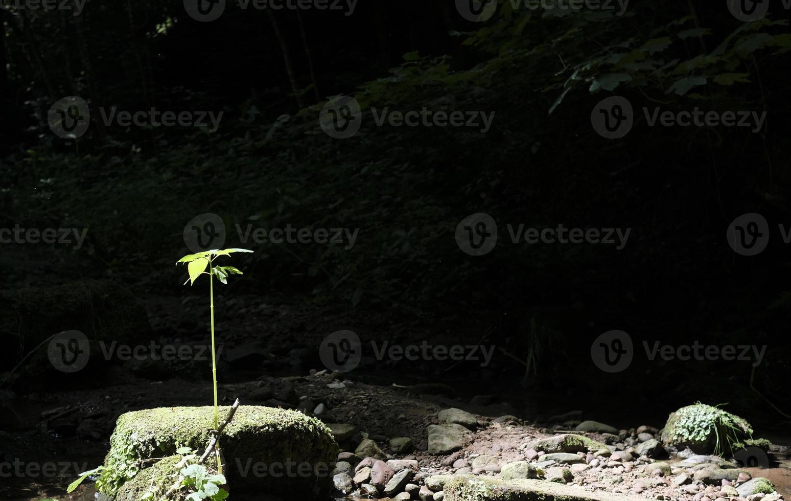 A single plant growing upwards in the sunshine in front of a dark background photo