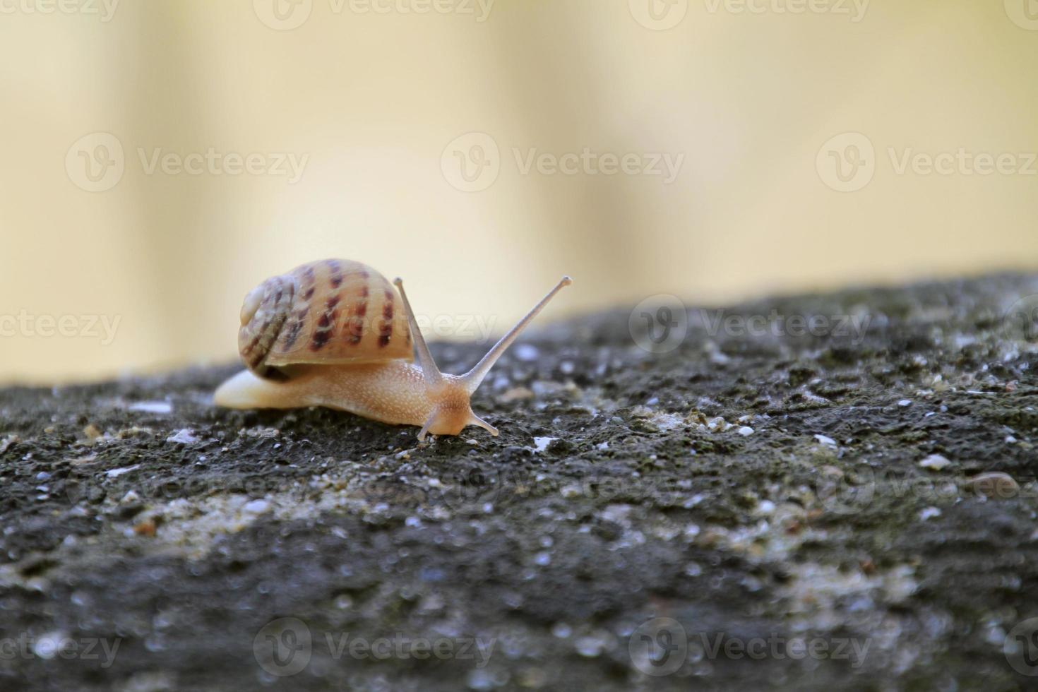 caracol en un muro de piedra foto