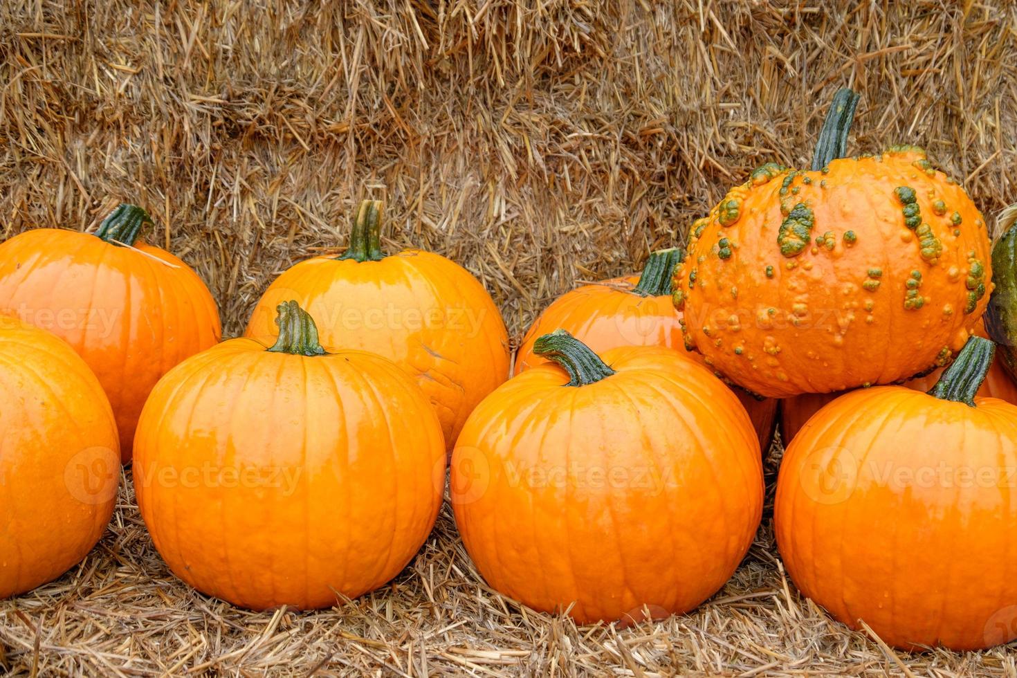 Pumpkins in the german muensterland photo