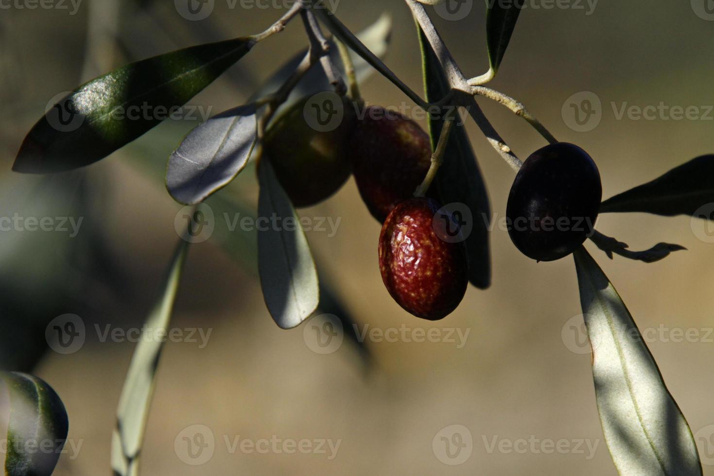 Close-up of an olive hanging from a branch photo