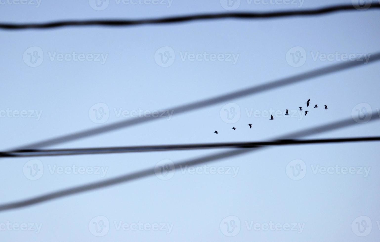 Flock of birds flying by seem through electric cables photo