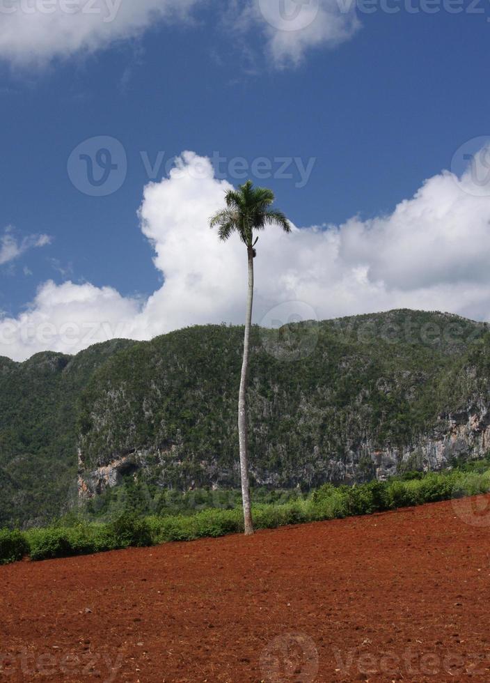 sola palmera en un campo agrícola cerca de viñales, cuba foto