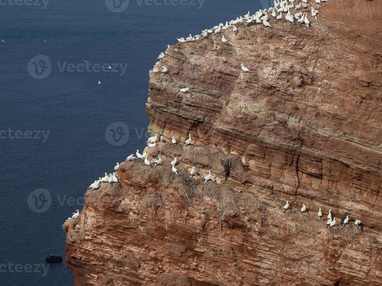 Birds on the island of Helgoland photo