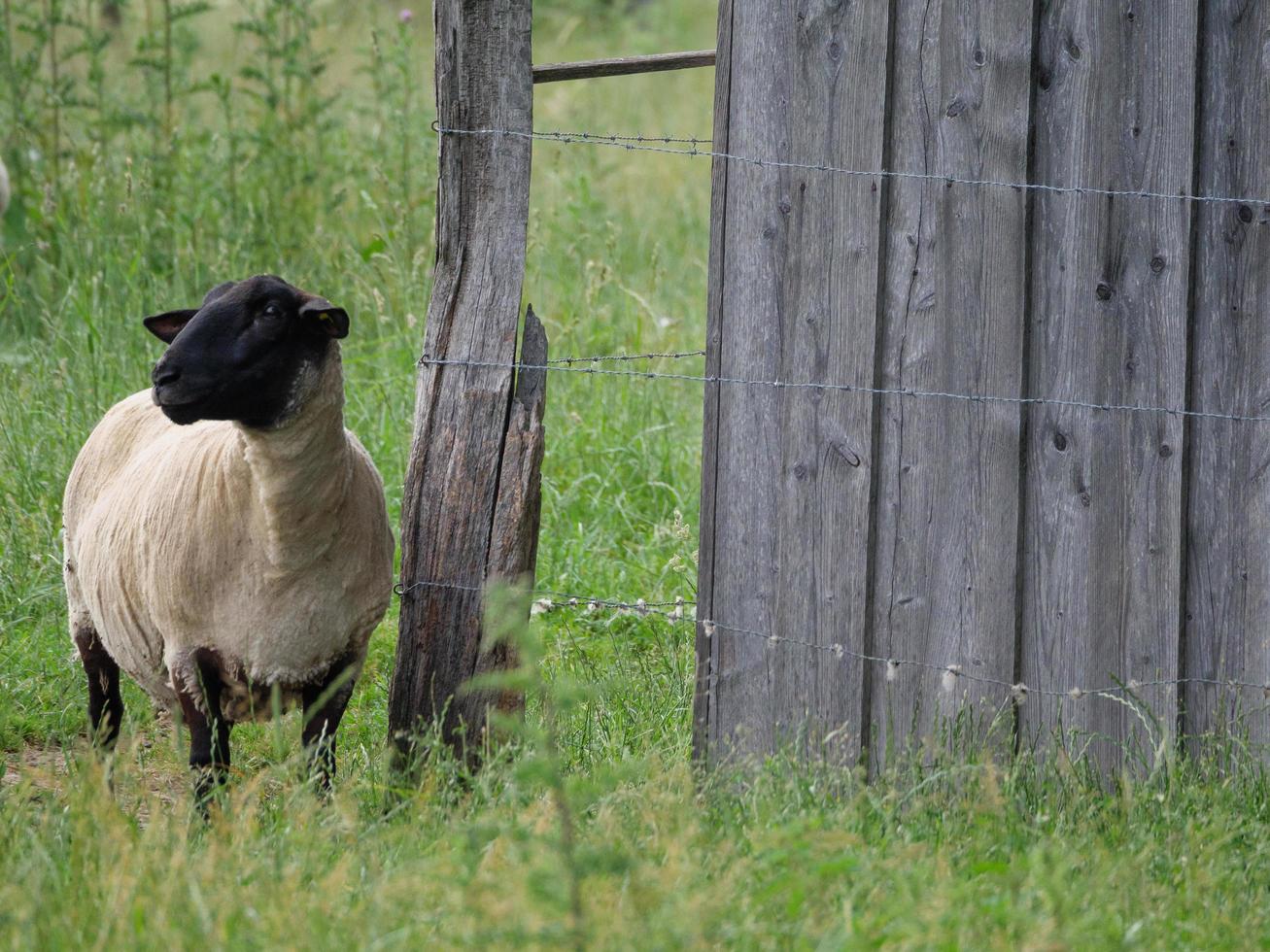 sheeps on a field in germany photo