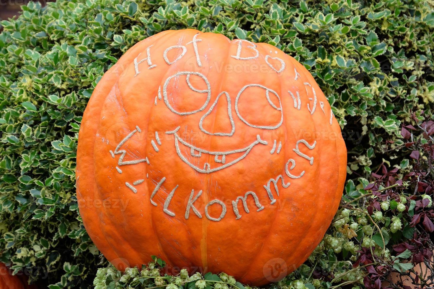 Pumpkins in the german muensterland photo