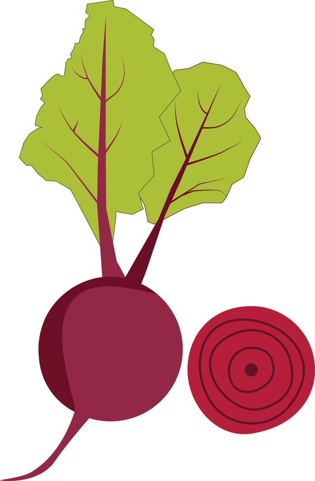 Beetroot with green leaves on white background. Red beetroot whole, cut, sliced. flat style. vector