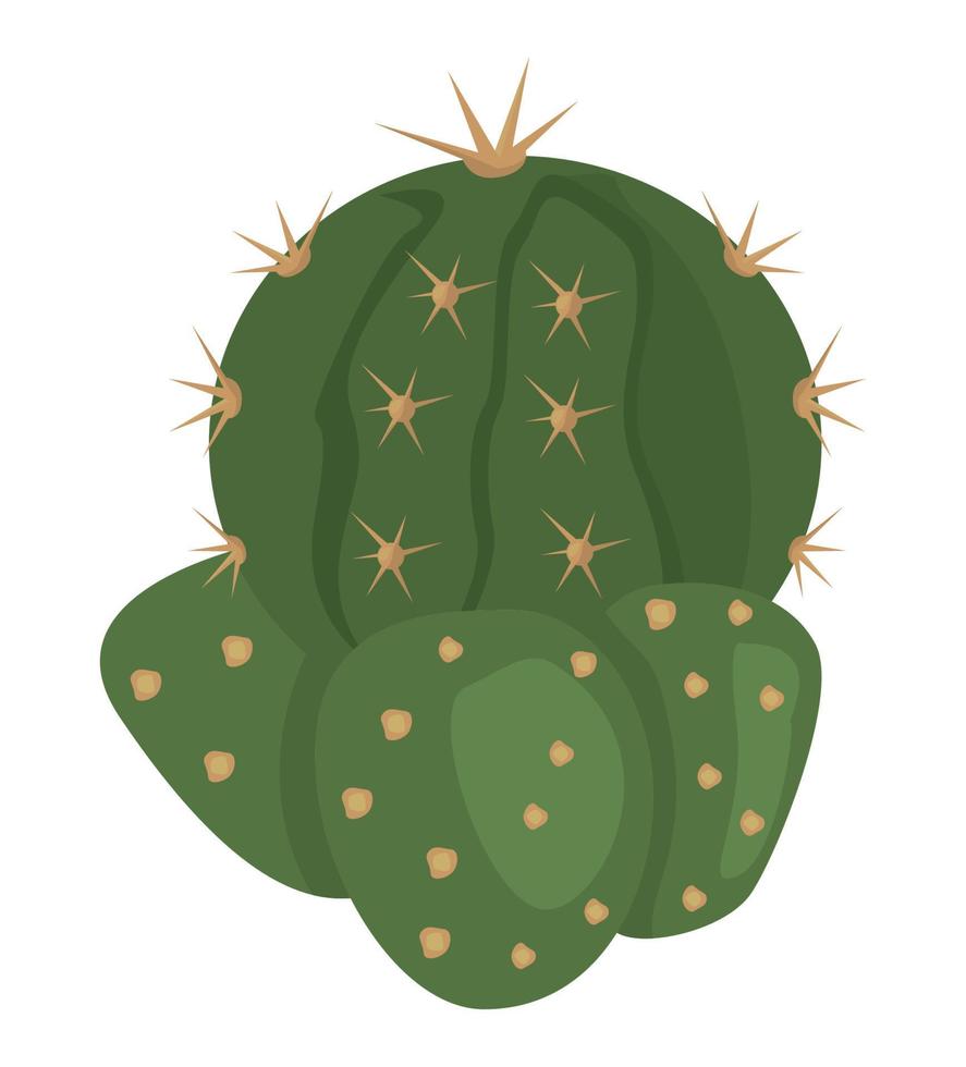 planta exótica de cactus vector