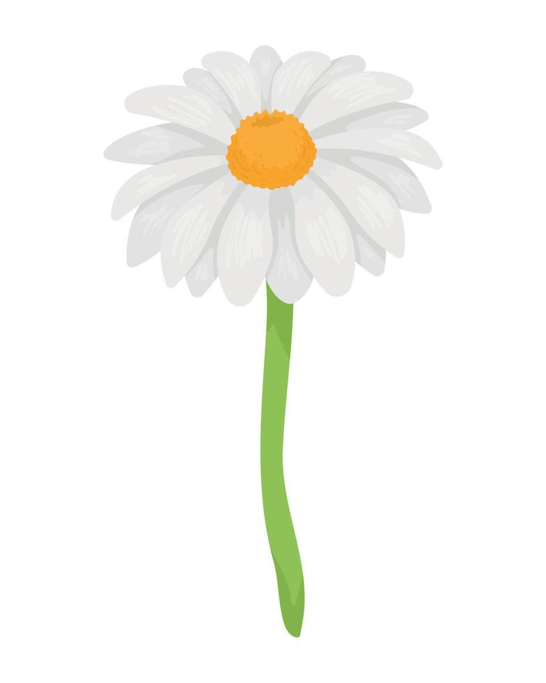 beautiful daisy flower garden vector