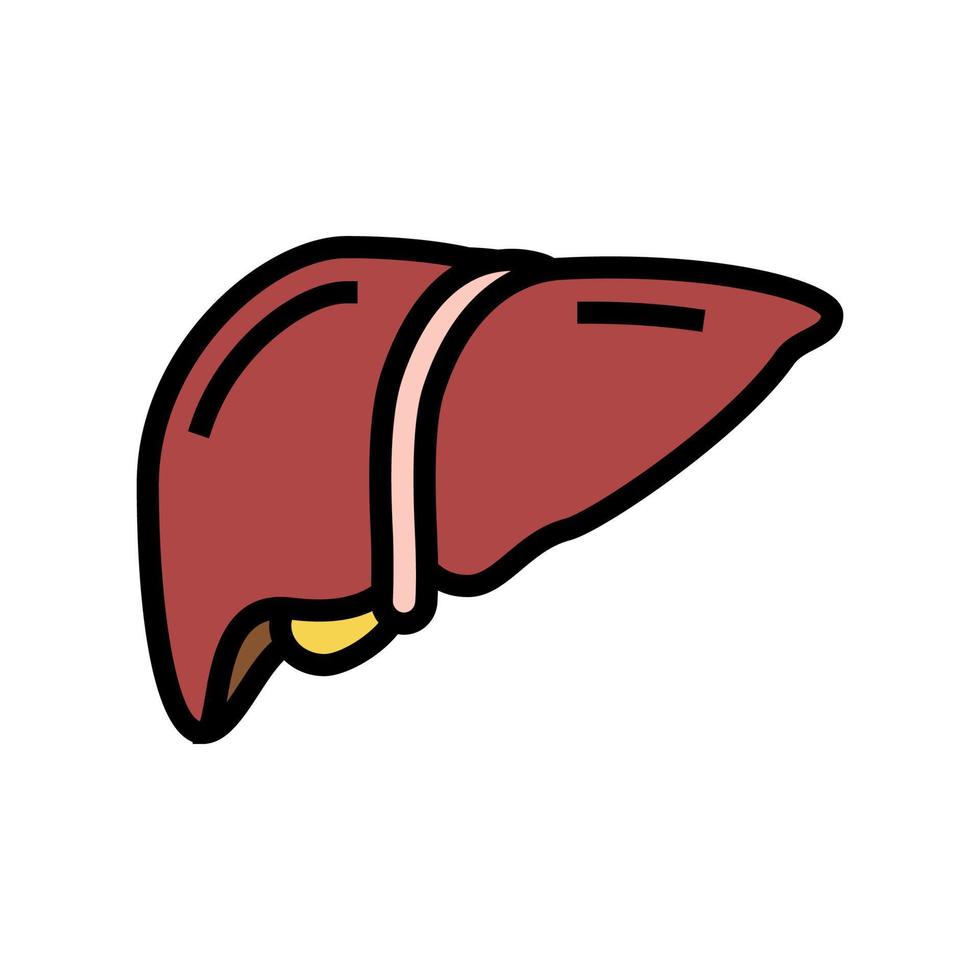 hígado órgano humano color icono vector ilustración