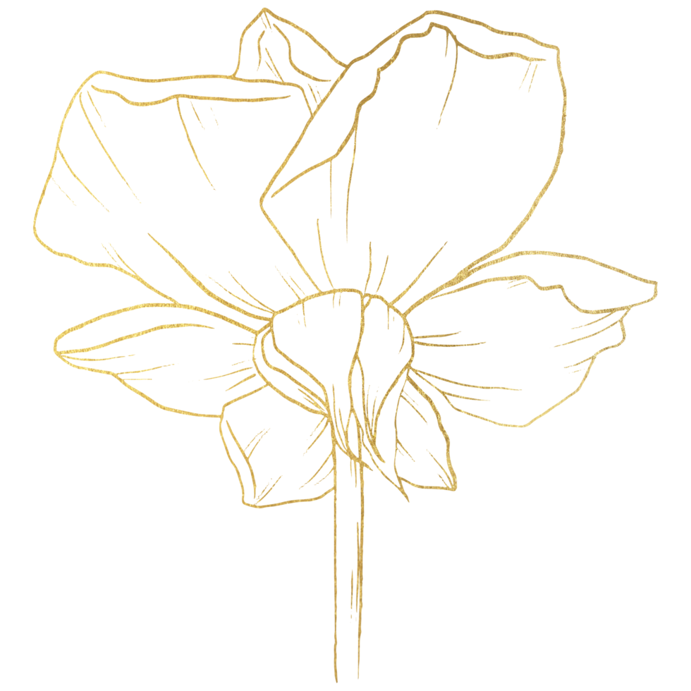 Rose Flower with gold line art png