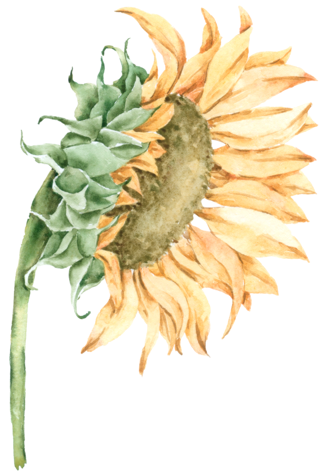 aquarela de girassol, flor amarela da primavera, flor da ucrânia png