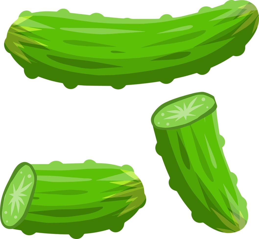 Cucumber. Green fresh vegetable vector