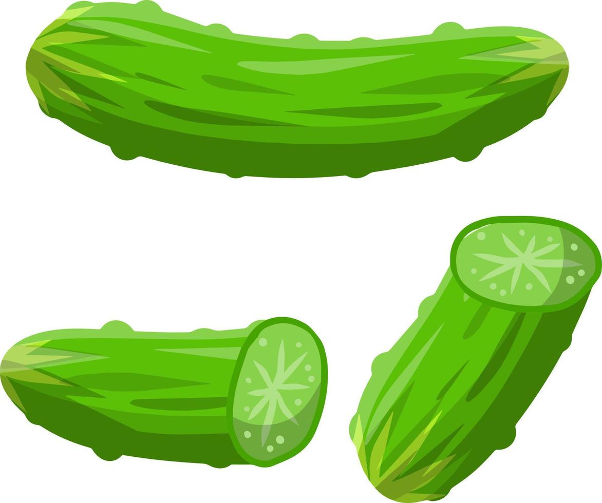 Cucumber. Green fresh vegetable vector