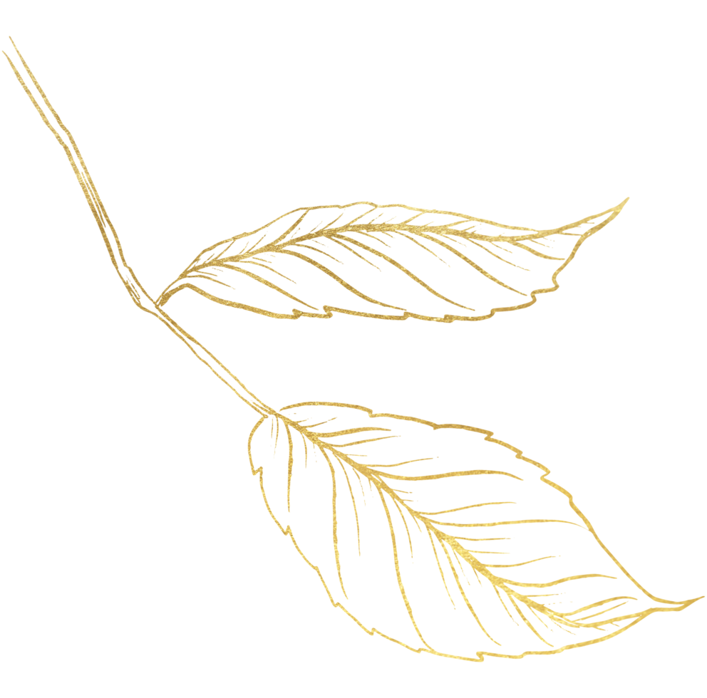 Rose Flower with gold line art png