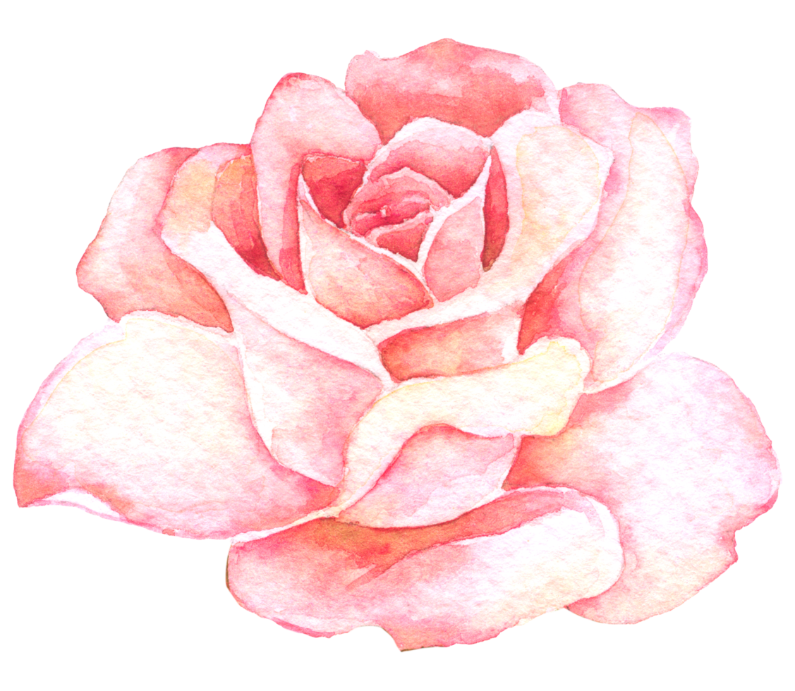collection aquarelle fleur rose png