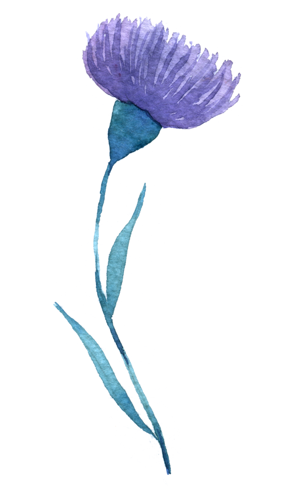 Wildflower watercolor, Beautiful flower watercolor element png