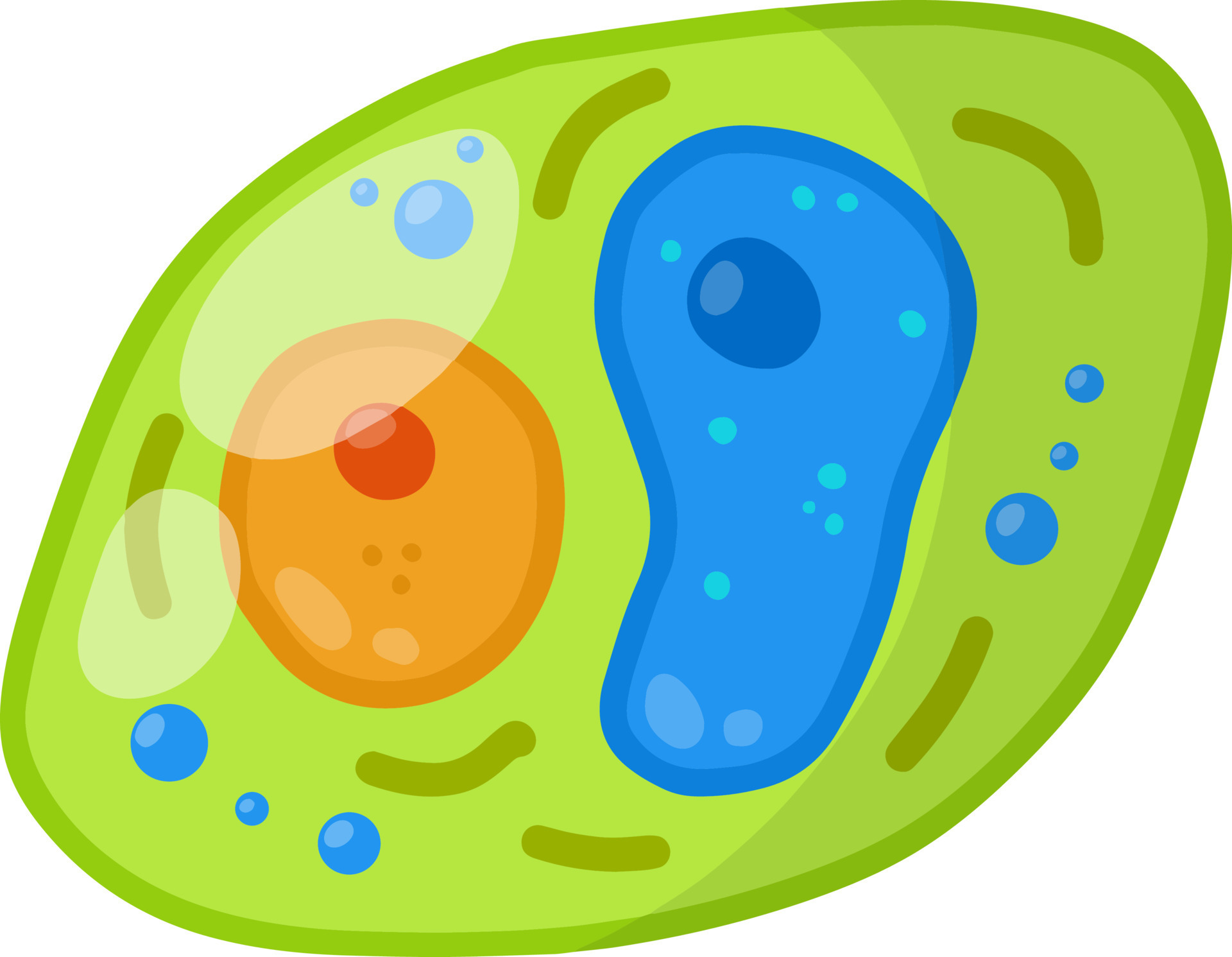 Green cell of the plant. Element of biology. 10313442 Vector Art at Vecteezy