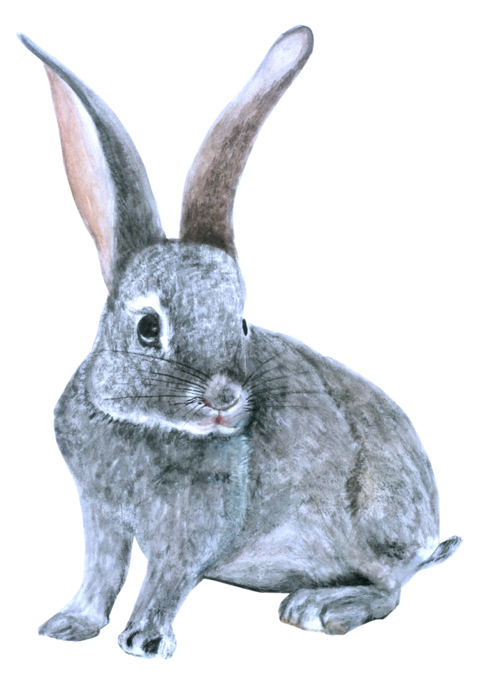 conejo pascua animal acuarela png