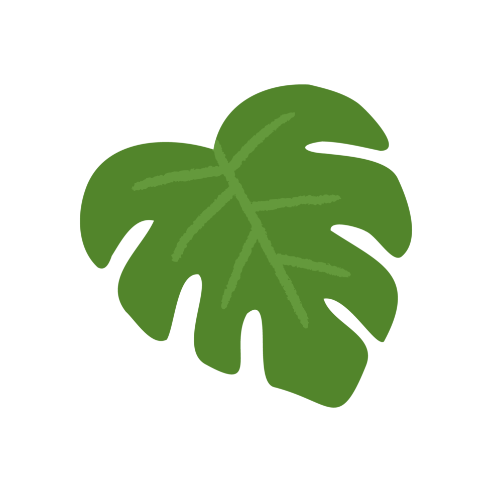 enda gröna monstera blad platt stil png