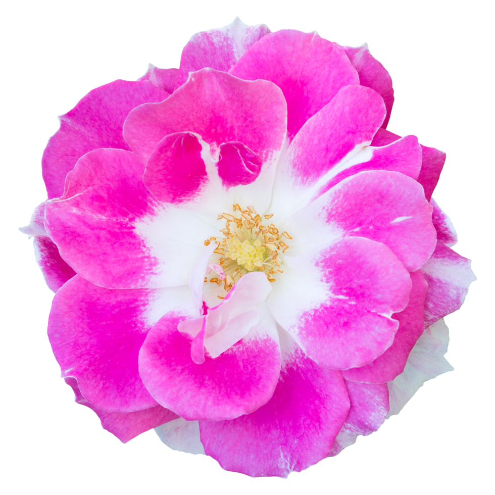 Pink rose flower isolated with clipping path png