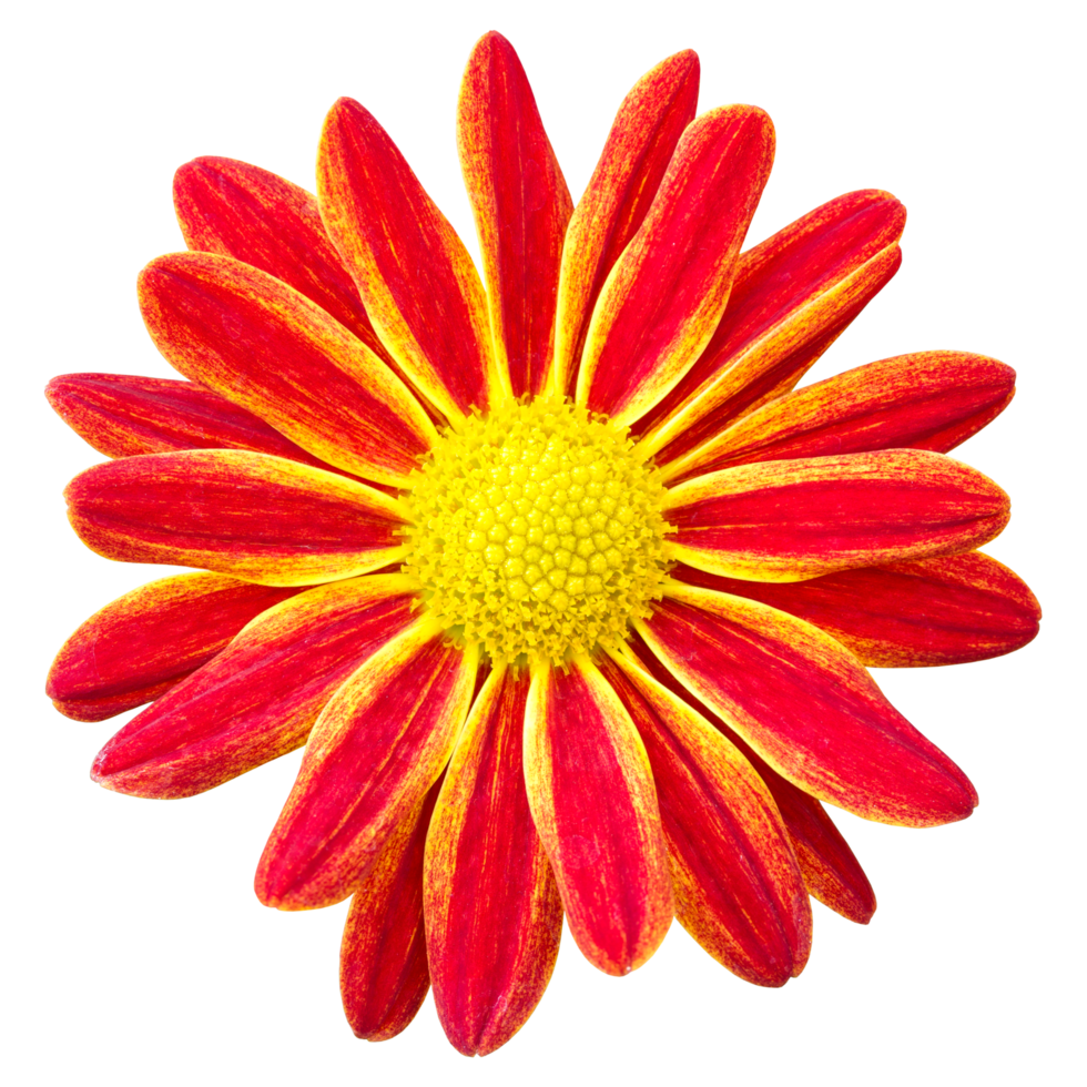 Red chrysanthemums daisy flower isolated with clipping path png