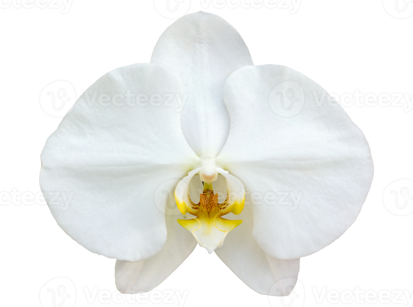 White phalaenopsis orchid flower isolated with clipping path png