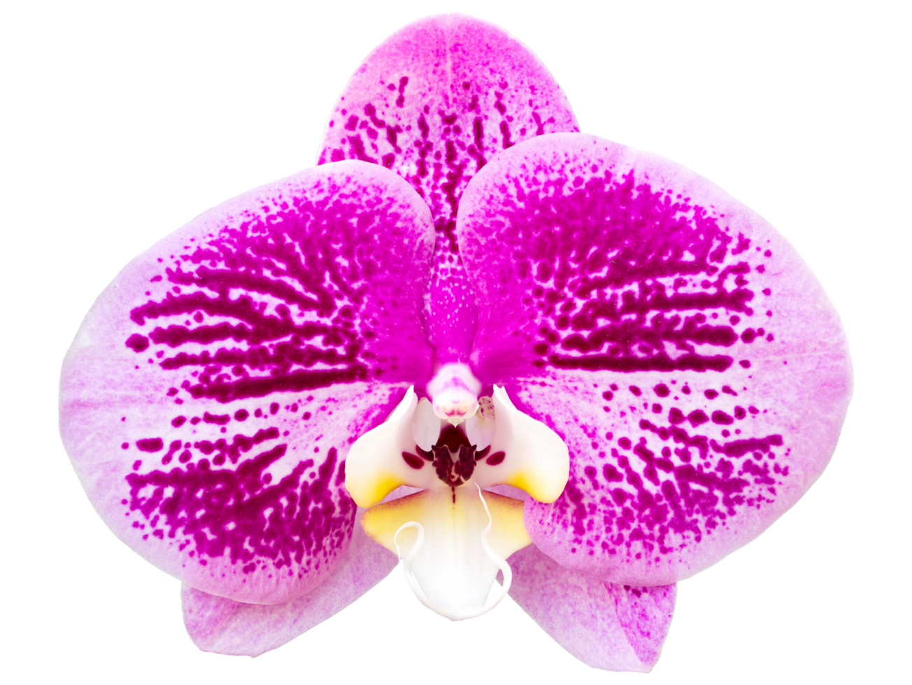 Purple phalaenopsis orchid flower isolated with clipping path png