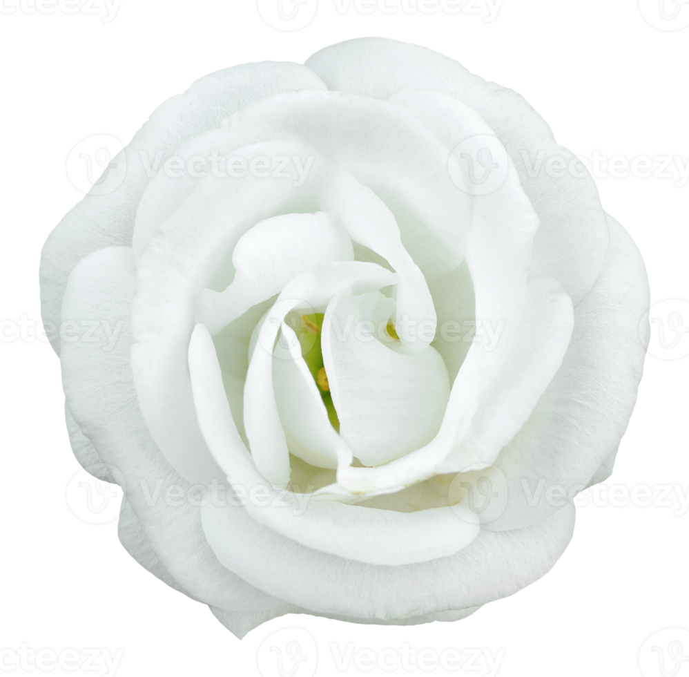 White rose flower isolated with clipping path png