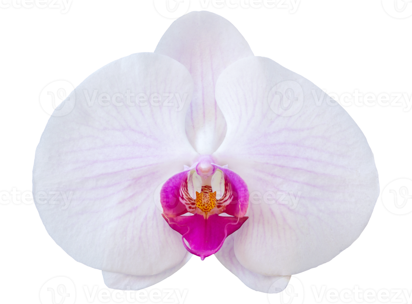 Purple phalaenopsis orchid flower isolated with clipping path png