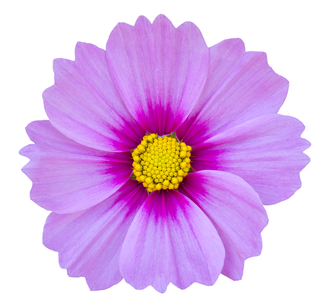 blue cosmos flower isolated with clipping path png