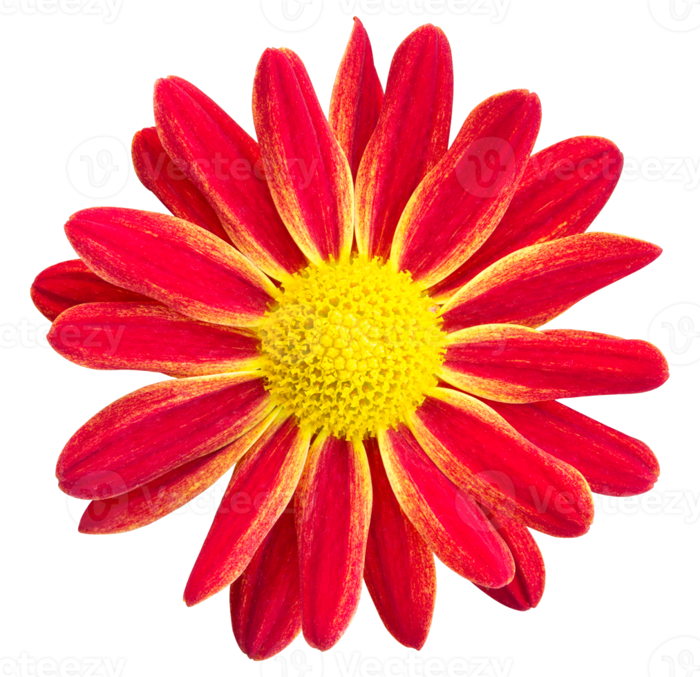 Red chrysanthemums daisy flower isolated with clipping path png