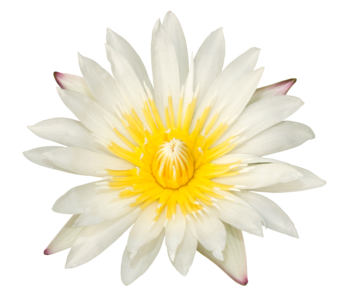 Yellow lotus flower isolated on white background png