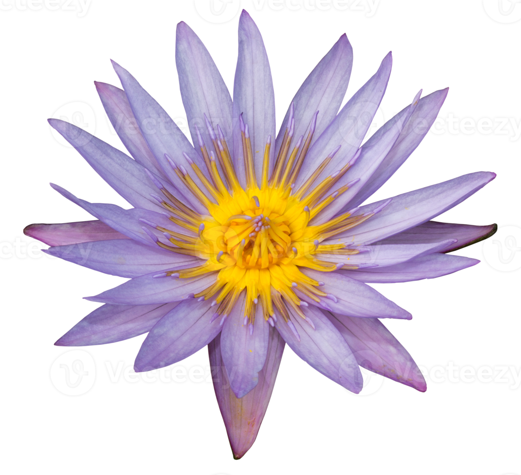 Purple lotus flower isolated png