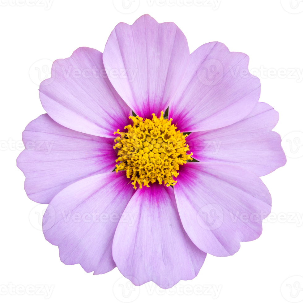 blue cosmos flower isolated with clipping path png