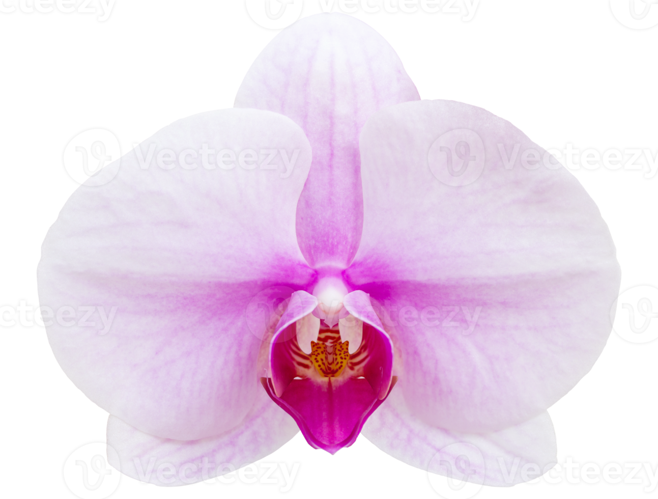 Purple phalaenopsis orchid flower isolated with clipping path png