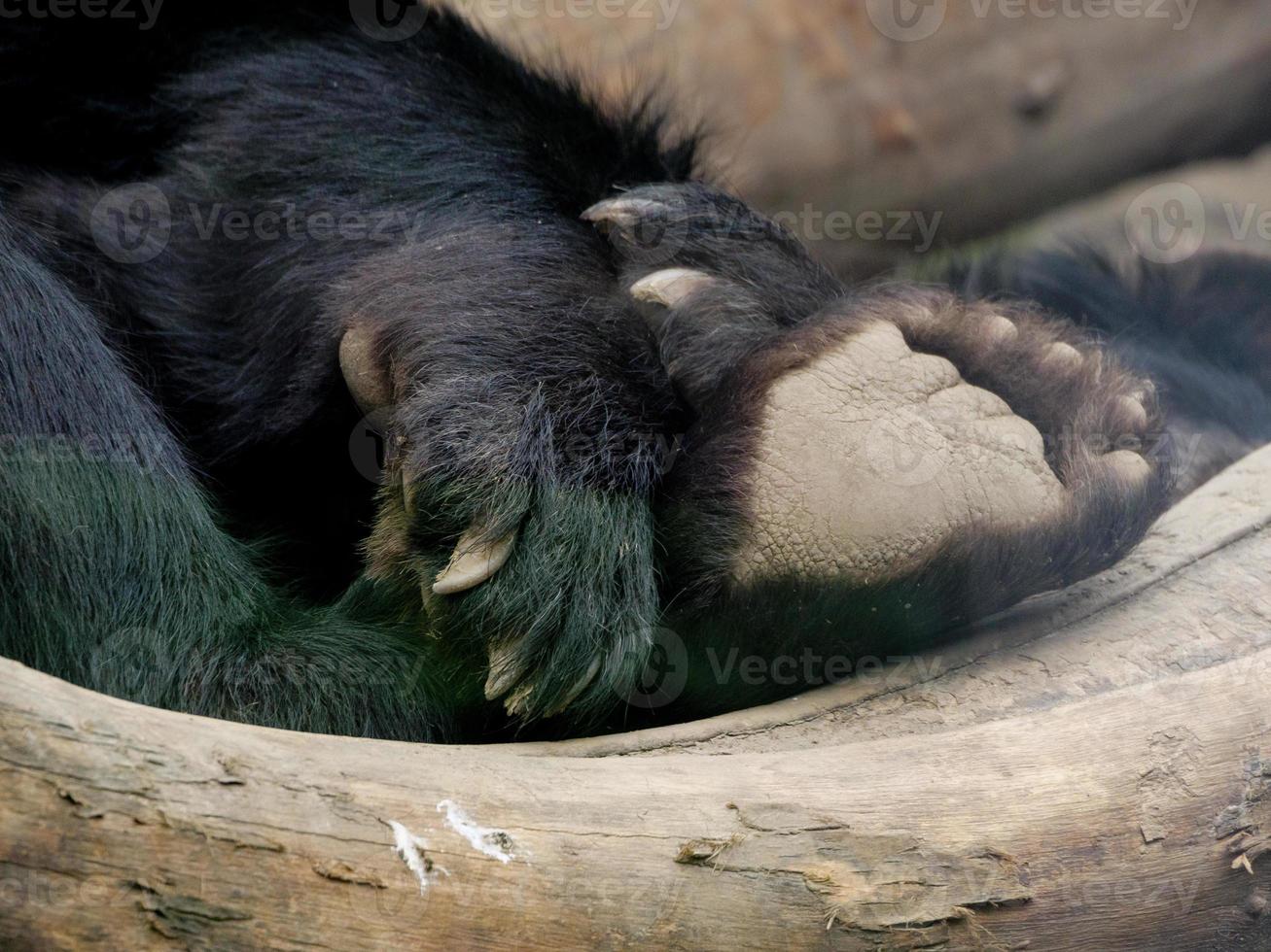 animales en el zoológico foto