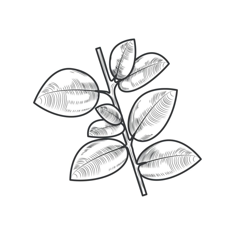 leaves stem botanical vector