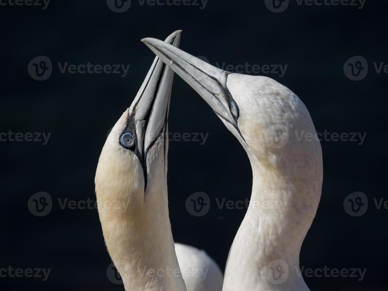 Birds on the island of Helgoland photo