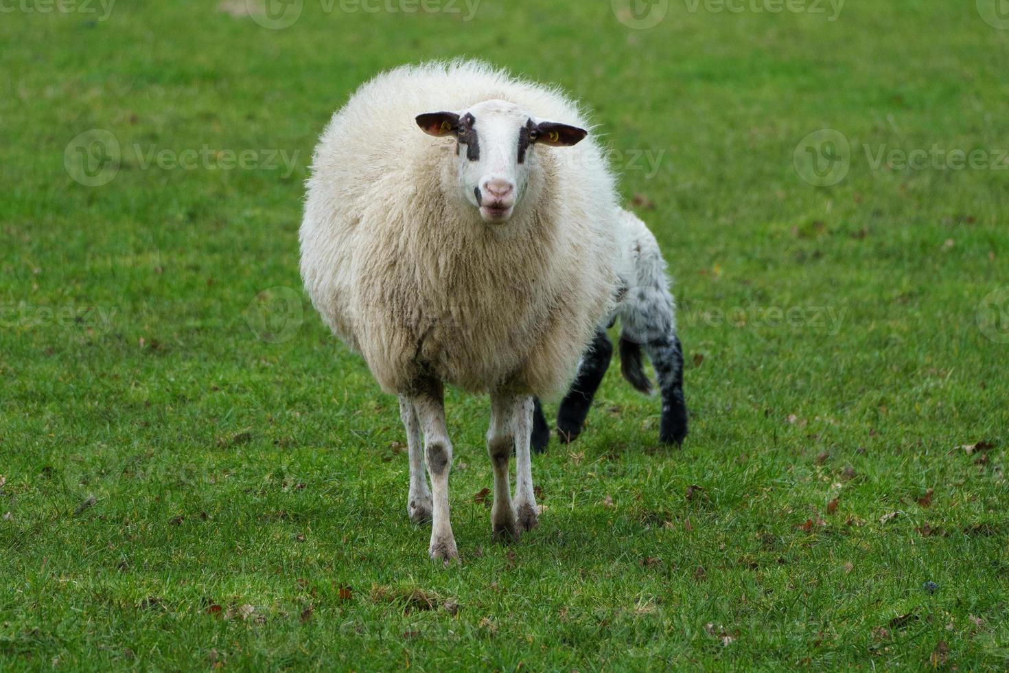 sheeps in the german muensterland photo