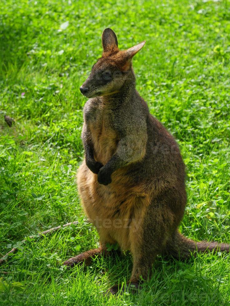 animals in the zoo photo