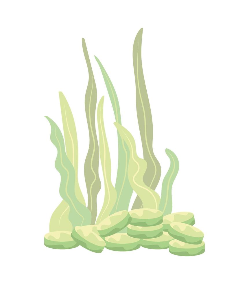 spirulina capsules icon vector