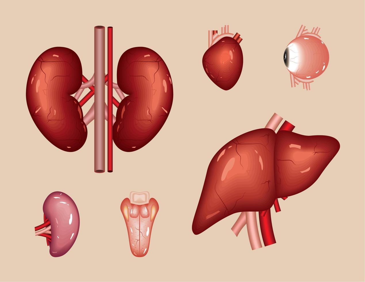 conjunto de órganos internos humanos vector