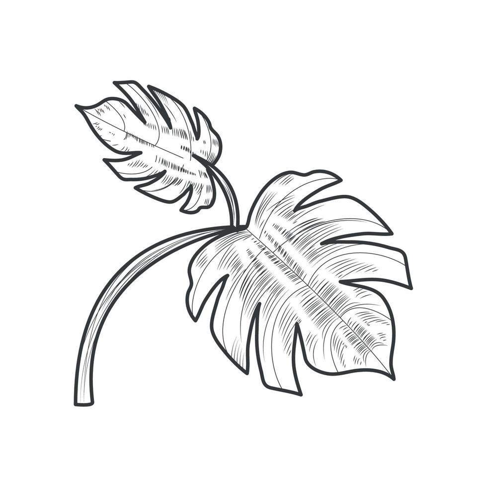 palm leaves botanical vector