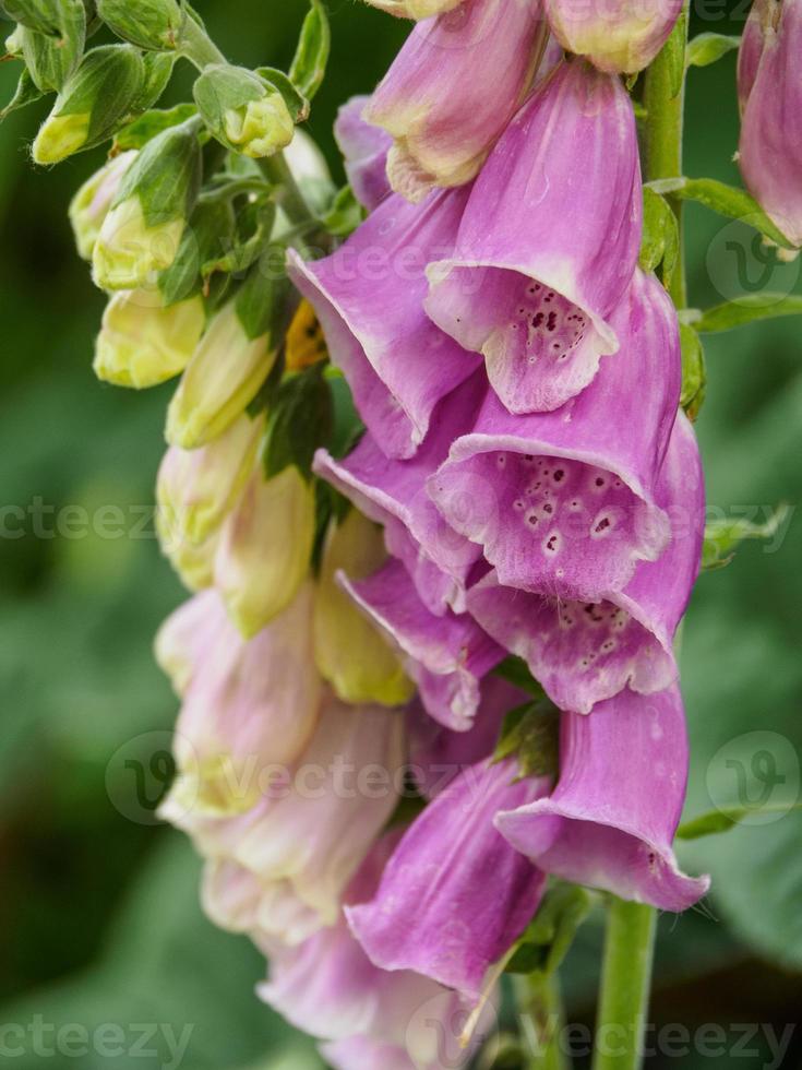 flowers in the summer gsarden photo