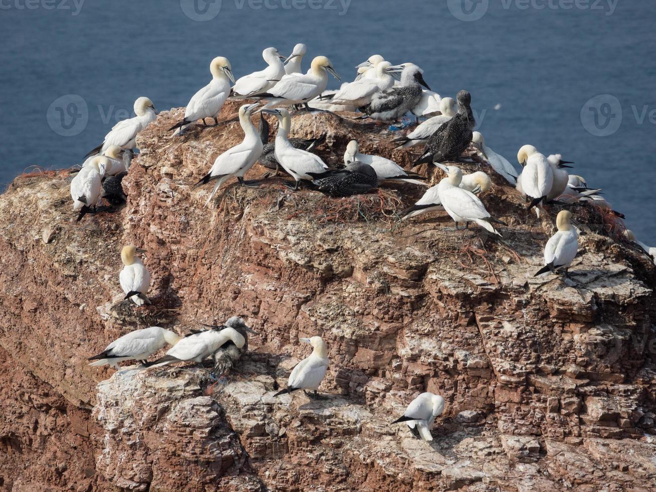 Birds on the island of Helgoland photo