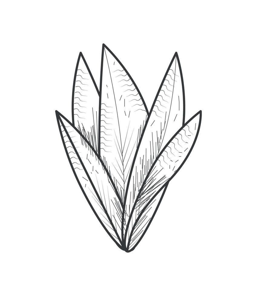 foliage nature botanical vector