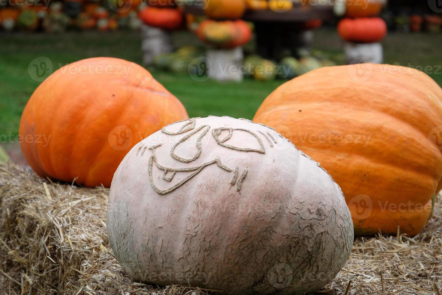 Pumpkins in the german muensterland photo