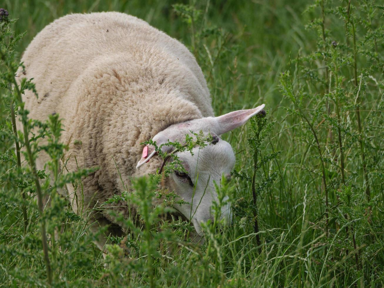 sheeps on a field in germany photo