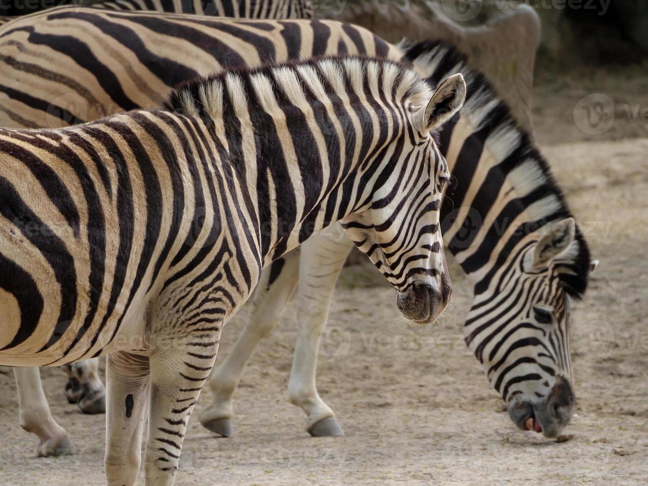 animales en el zoológico foto